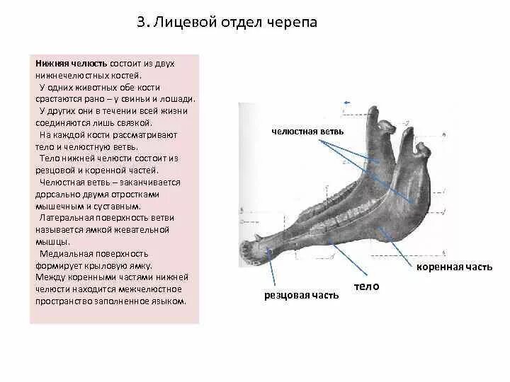 Отдел скелета челюсти. Анатомия животных кости нижней челюсти. Нижняя челюсть лошади анатомия. Лицевой отдел черепа анатомия кости животных. Строение нижней челюсти лошади.