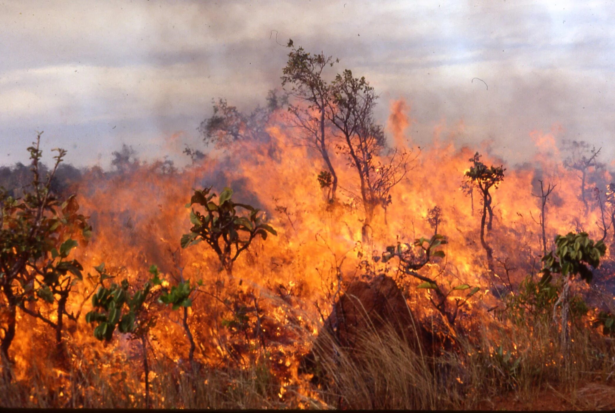 Пожар в саванне. Пожар в Африке. Лесные пожары в Африке. Пожар в африканском лесу. Почему после пожаров