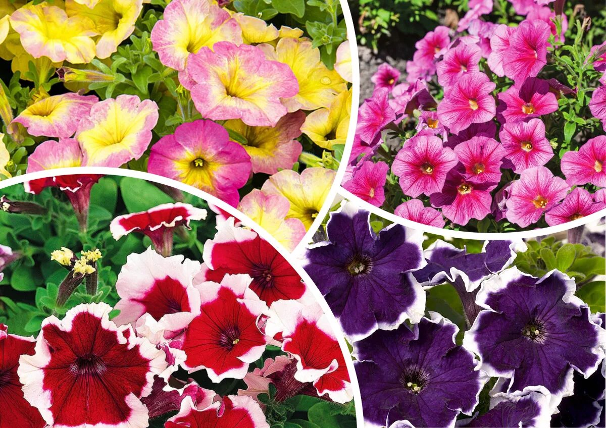 петуния белладонна семена партнер. петунья интернет магазин профессиональных. петуния императрица f1. петуния вандер вейв. профессиональные семена цветов интернет магазин.