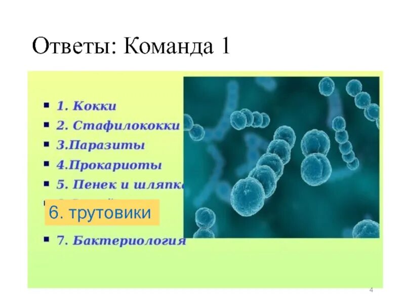 Прокариотами называются. Стафилококк эукариот или прокариот. Стафилококк прокариот. Стафилококк это эукариот. Микроорганизмы относящиеся к прокариотам.