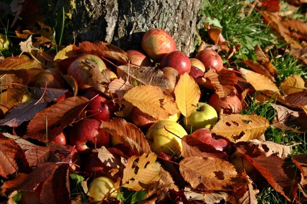 Осенью с яблони собрали яблоки желтые зеленые. Осенний сад. Осень в саду. Осенние плоды. Осенние яблоки.