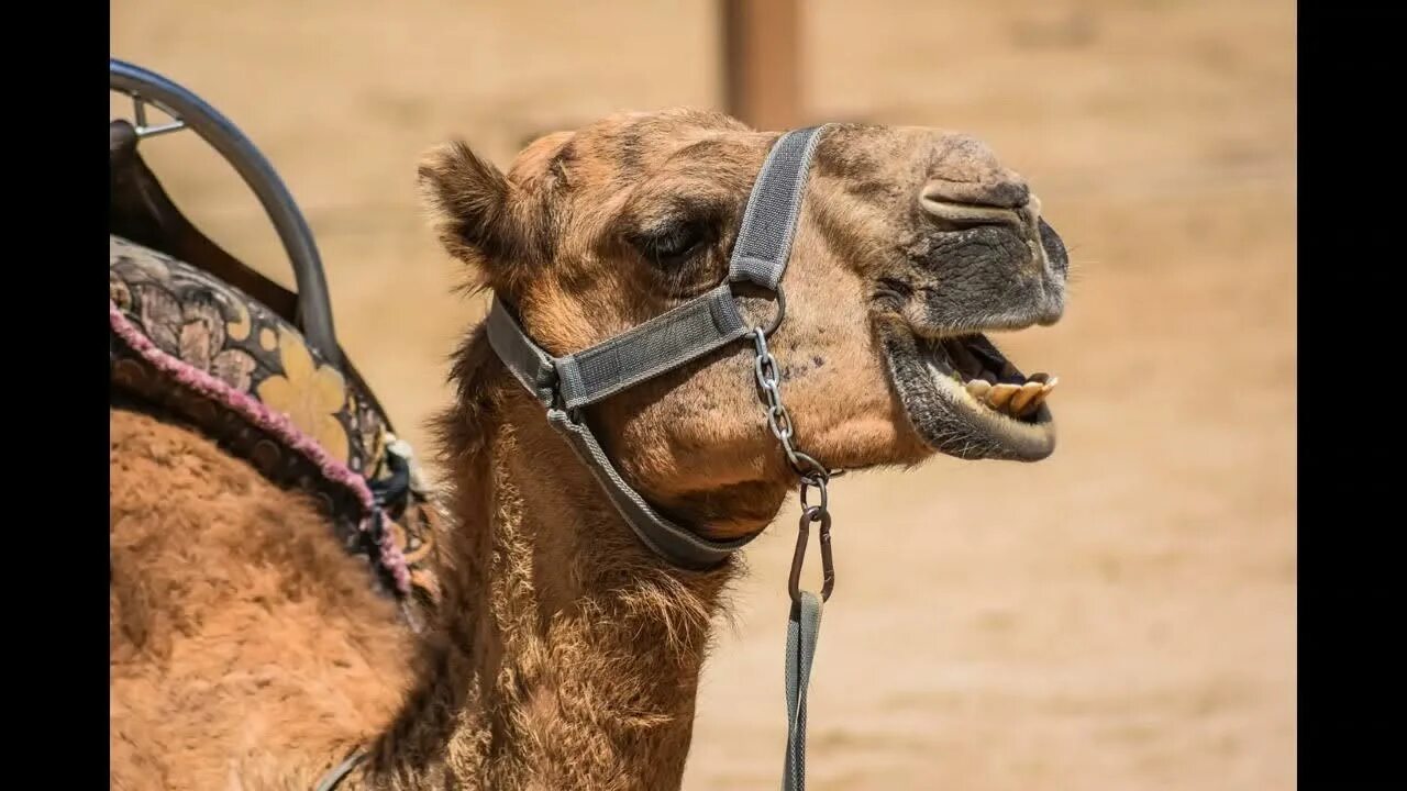 The camel was very thirsty. Голова верблюда. Верблюд с рогами.