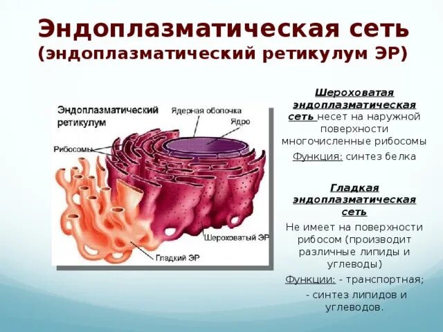 Канал эндоплазматической сети