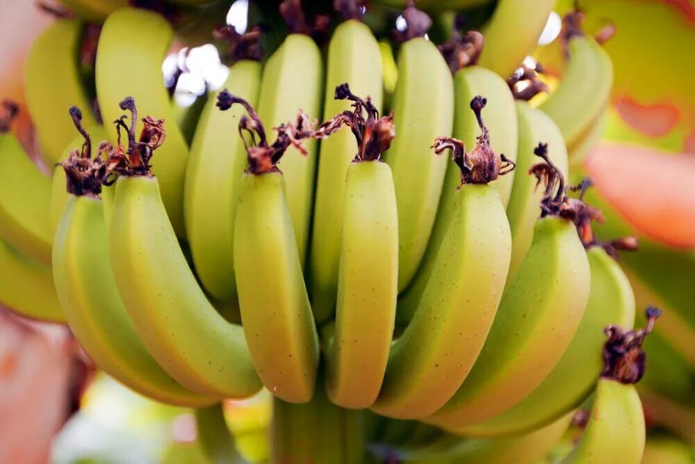 Видео где банан. Банан Бальбиса плоды. Лакатан банан. Бананы растут. Бананы в природе.