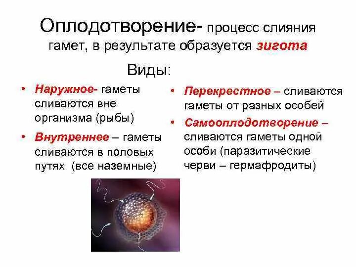 Женские гаметы образуются в результате. Внешнее и внутреннее оплодотворение схема. Оплодотворение таблица 10 класс. Оплодотворение схема 10 класс. Тип оплодотворения у человека.