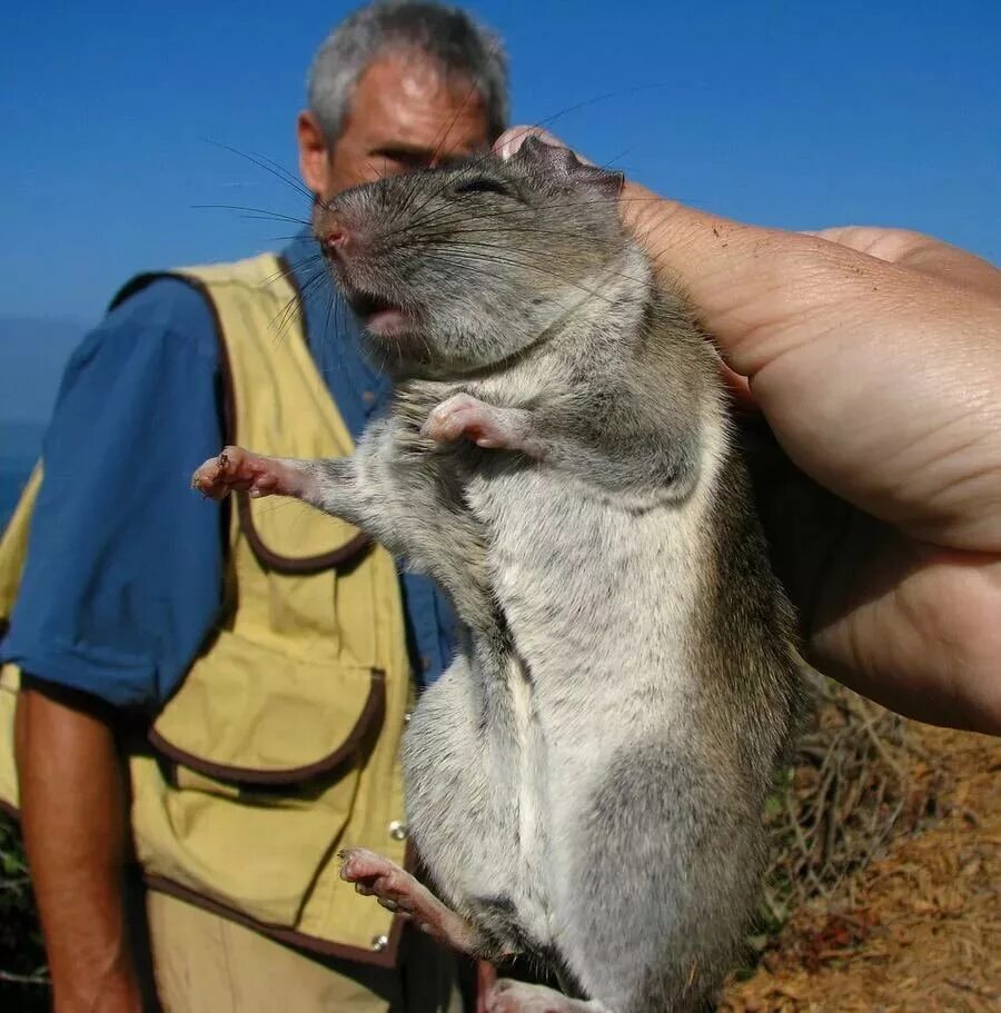 Крупные мыши. Шерстистая крыса Босави. Серая большая крыса Пасюк. Самая большая крыса в мире. Самые большие крысы в мире Дикие.