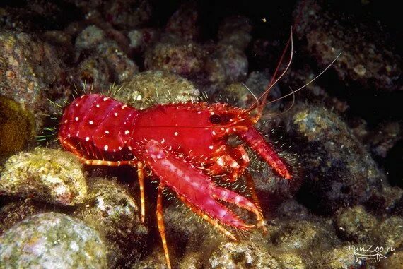 Морской омар фото - Тоши Суши