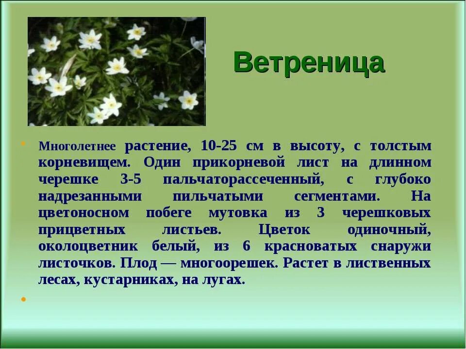 Окружающий мир весеннее пробуждение растений 2 класс. Ветреница Лесная рассказ. Ветреница описание растения. Ветреница описание для 2 класса. Ветреница Лесная Весенняя.