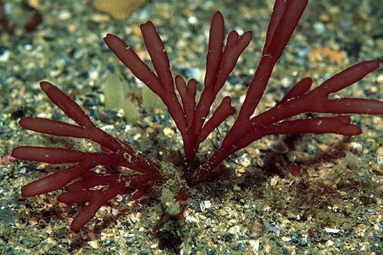 Красные водоросли агар-агар. Агар агар морские водоросли. Багрянки водоросли агар агар. Бурые водоросли агар агар.