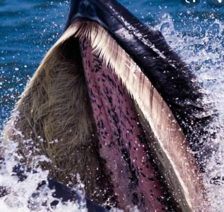 Китовый ус горбатого кита. Китовый ус синего кита. Зубы синего кита. Кит Финвал пасть.