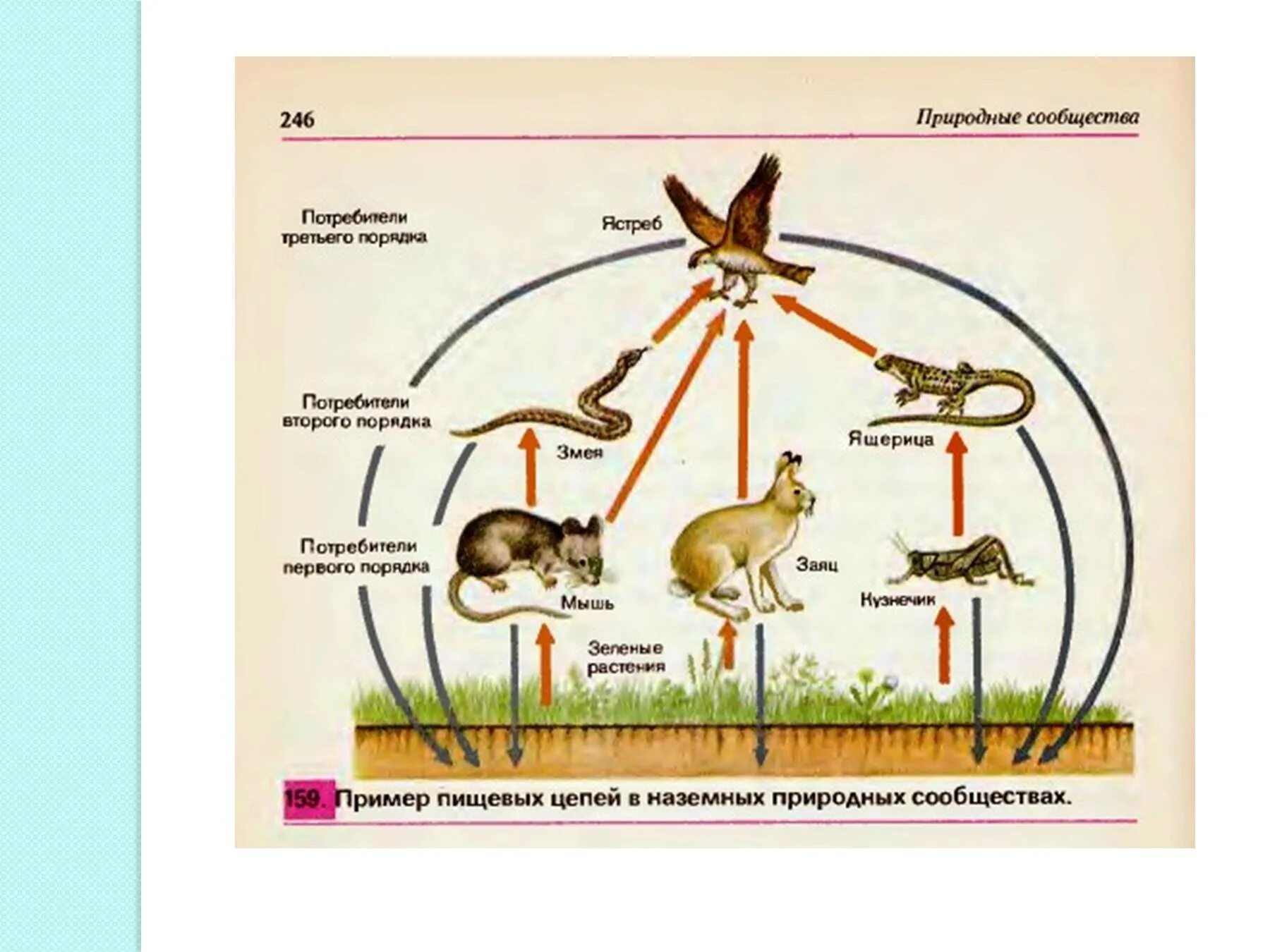 Цепь питания луга 5 класс биология. Схема пищевых связей в природном сообществе Луга. Схема круговорота веществ на лугу. Цепь питания с круговоротом веществ. Цепочка питания круговорот.