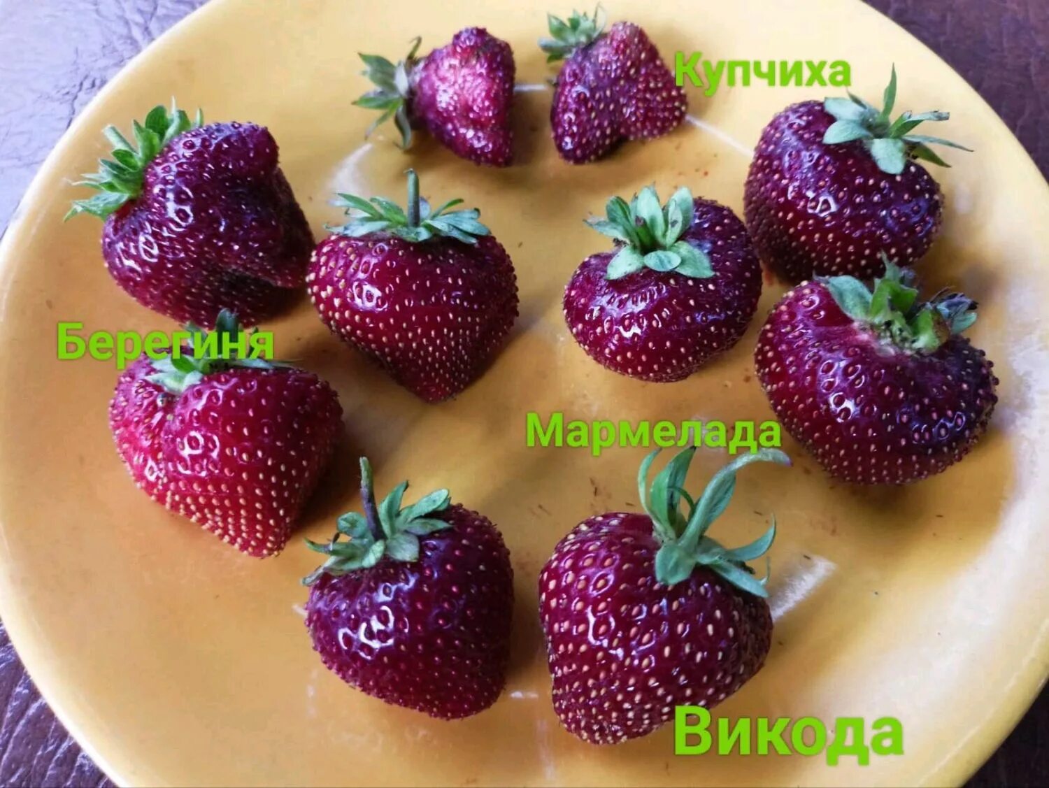 Клубника сорт магнус