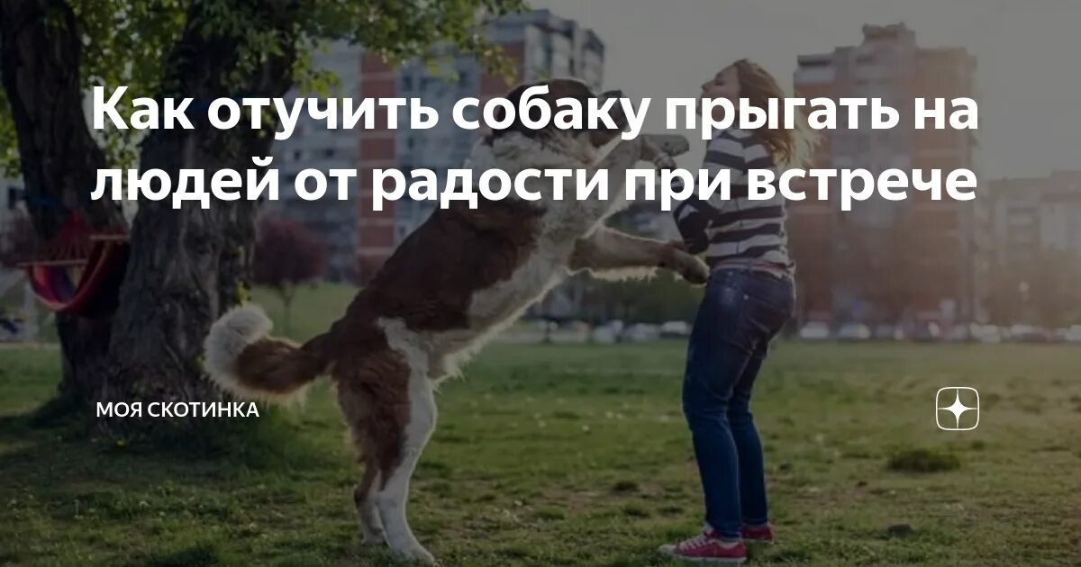 Как отучить собаку прыгать на людей. Как отучить собаку прыгать. собака прыгает на человека от радости. собака прыгает при встрече. как отучить щенка прыгать.