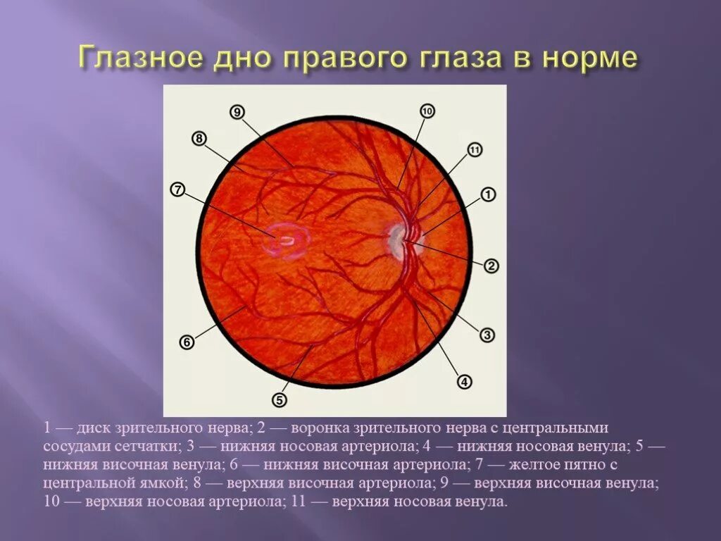 Место выхода зрительного нерва не воспринимающее лучей. Офтальмоскопия глазного дна норма. Глазное дно при офтальмоскопии норма. Офтальмоскопия диска зрительного нерва. Офтальмоскопия глазного дна описание.