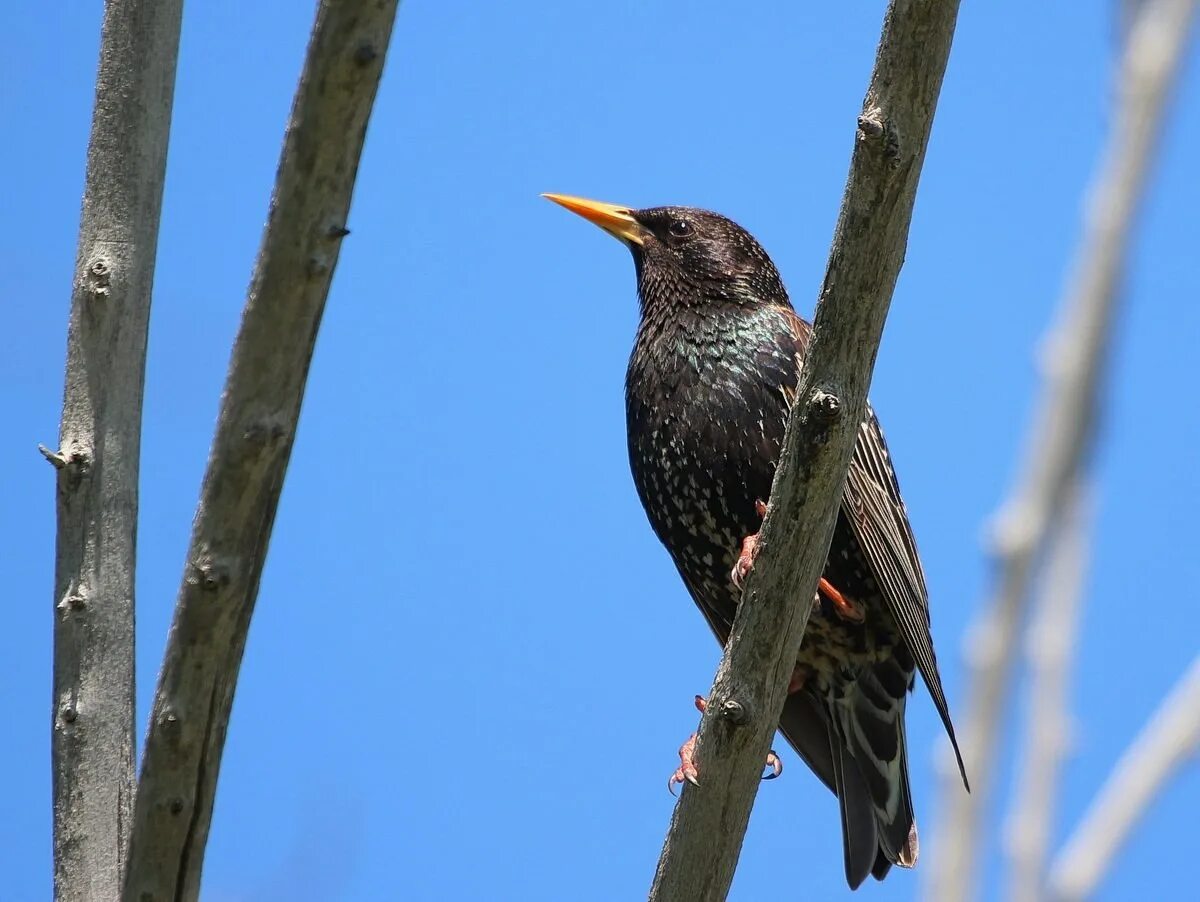 Как поет птица скворец. Обыкновенный скворец (Sturnus vulgaris). Обыкновенный скворец Шпак. Гваделупский скворец. Желтогрудый скворец.