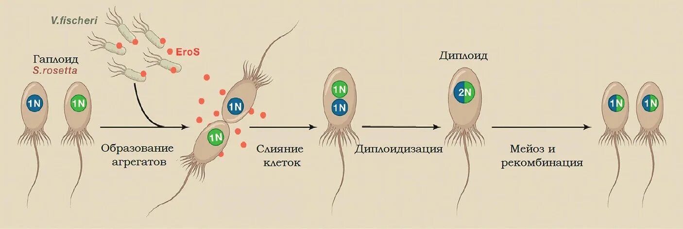 Деление клеток прокариот. Половое размножение эукариот. Половое размножение клетки. Бесполое размножение эукариот. Половое размножение прокариот.