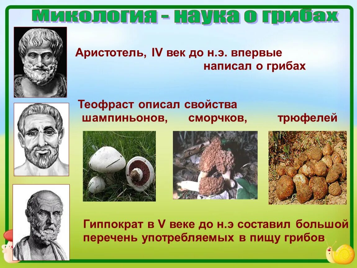 Наука про грибы. Микология наука о грибах. Аристотель о грибах. Изучение грибов наука. Микология презентация.