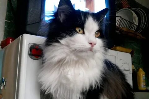 Коту тимофею не меньше десяти лет