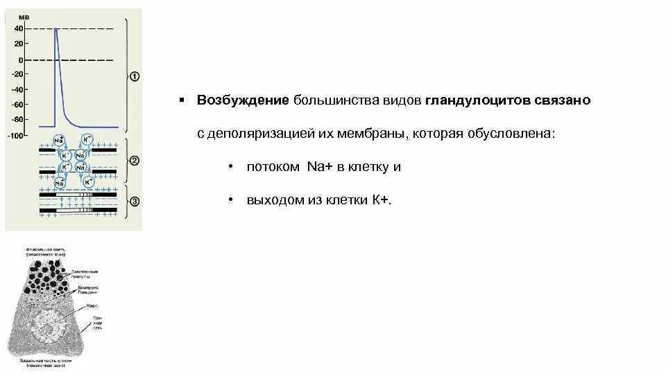 Деполяризация мембраны это. Деполяризация клеточной мембраны. Виды гландулоцитов.