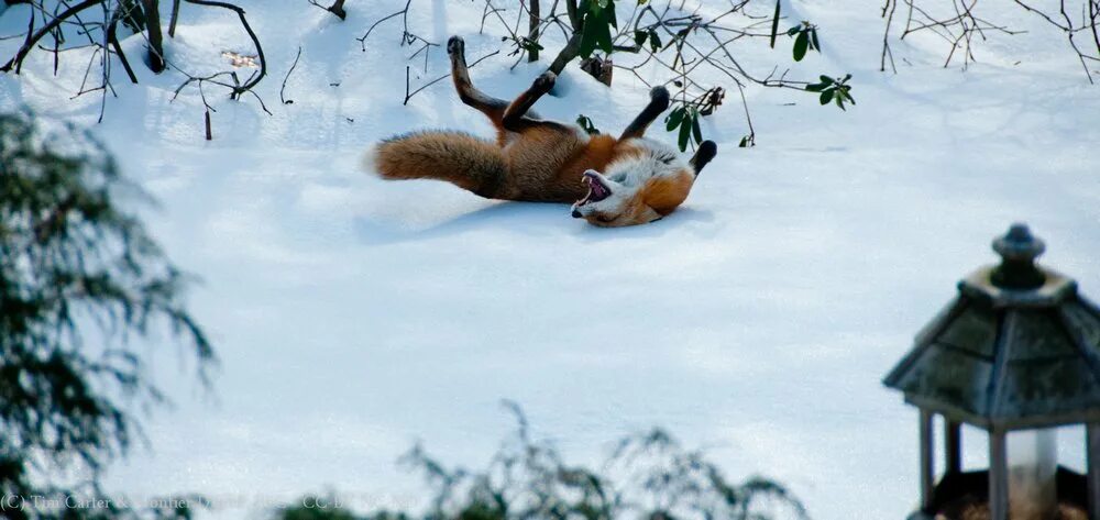 Ice fox. Лиса в снегу. Лиса валяется в снегу.