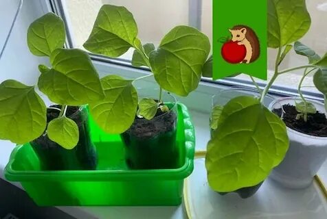 Желтеют листья у рассады баклажан на подоконнике