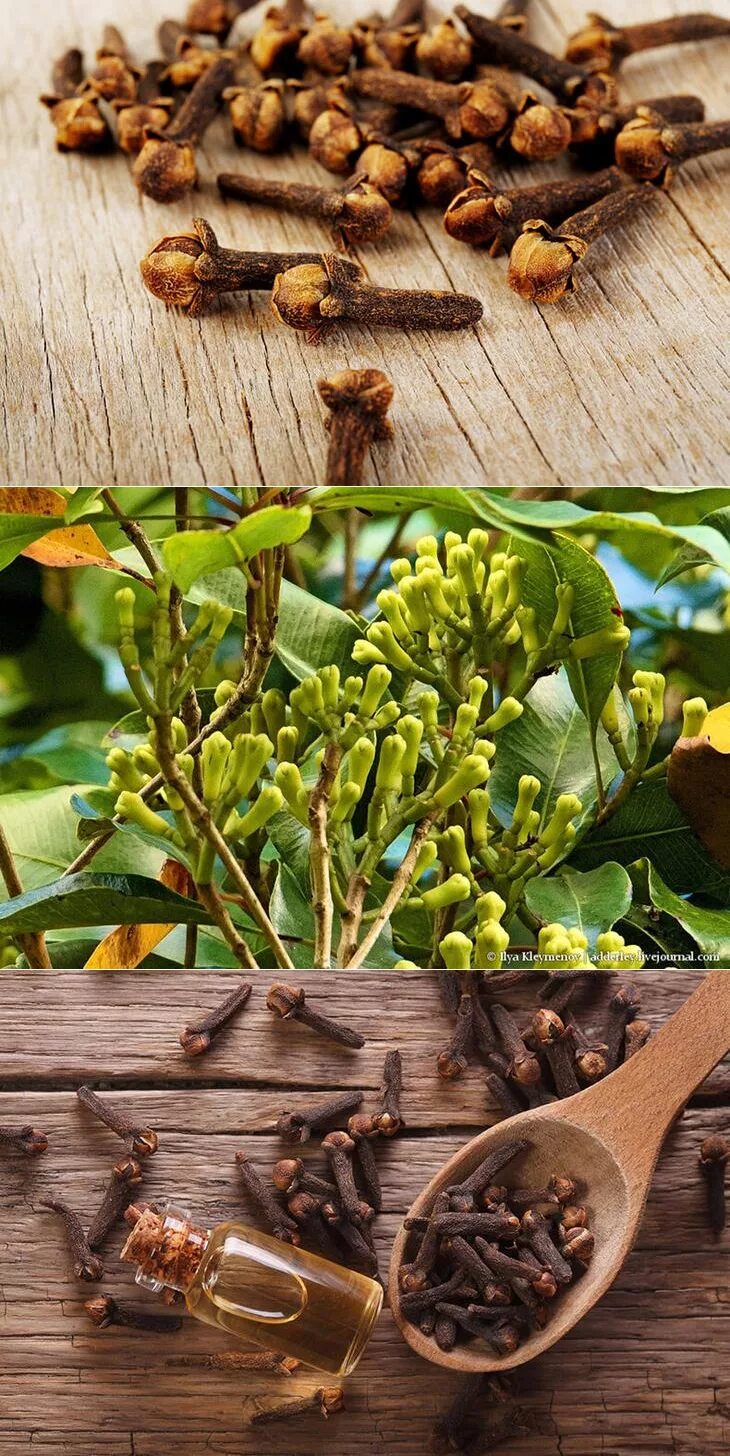 Цветы гвоздики приправа. Гвоздика специя. Гвоздичное дерево пряность. Приправа гвоздика приправа гвоздика. Гвоздика семена приправа.