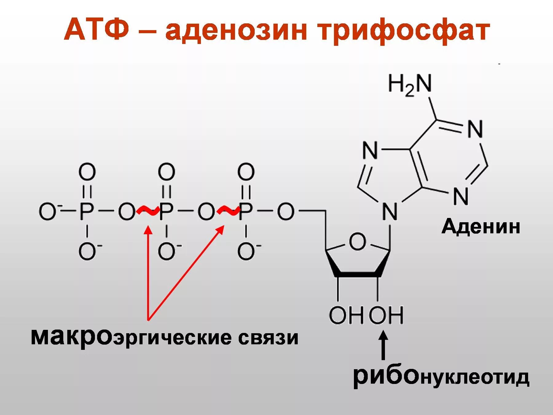 Макроэргические связи в молекуле атф. Схема строения АТФ. Аденозин 5 трифосфат. Аденозин 5 трифосфат строение. Реакции образования АТФ (аденозин-5-трифосфата.