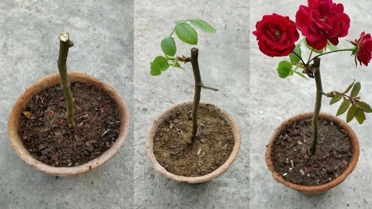Как вырастить розу из бутона