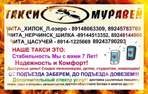 Муравей чита хилок