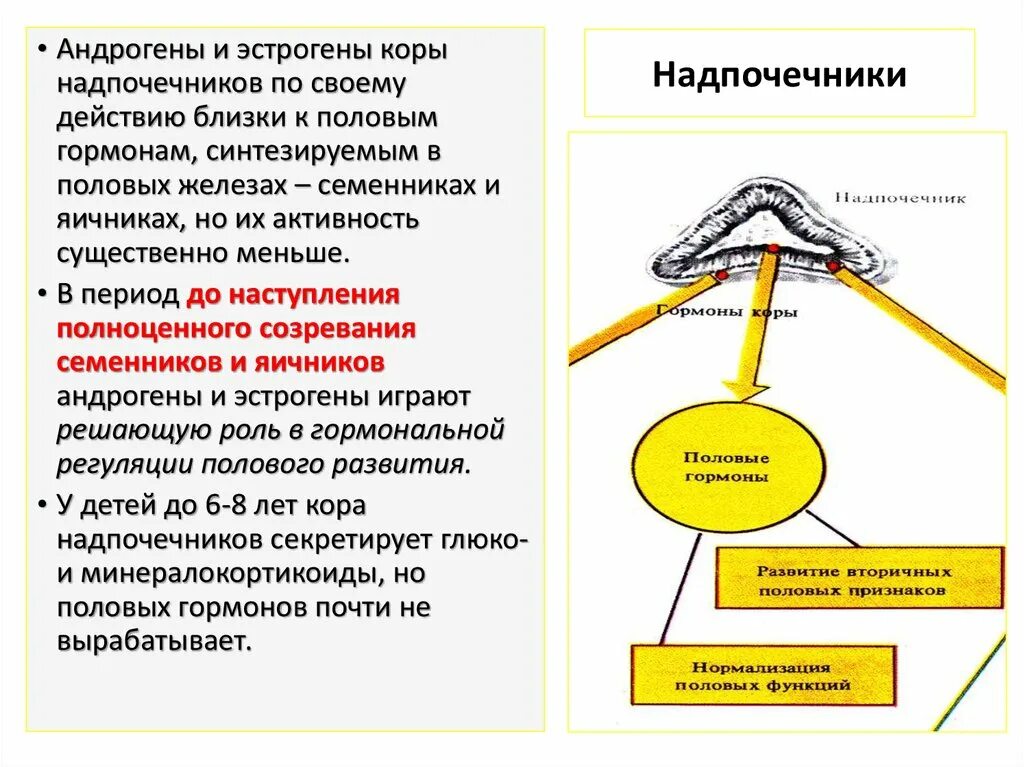 Надпочечники гормон роста. Надпочечники эндокринная система. Строение коры надпочечников и гормоны. Физиологическая роль гормонов надпочечников.