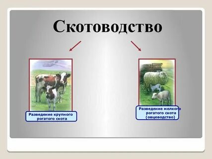 Какое животное относится к мелкому рогатому скоту