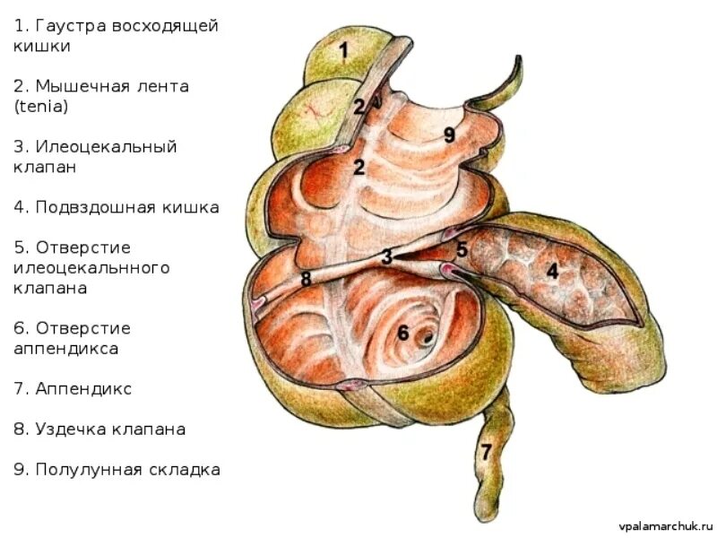 Отверстие слепой кишки. Слепая кишка илеоцекального клапана. Толстый кишечник илеоцекальный клапан. Строение илеоцекального клапана анатомия. Илеоцекальное отверстие слепой кишки.