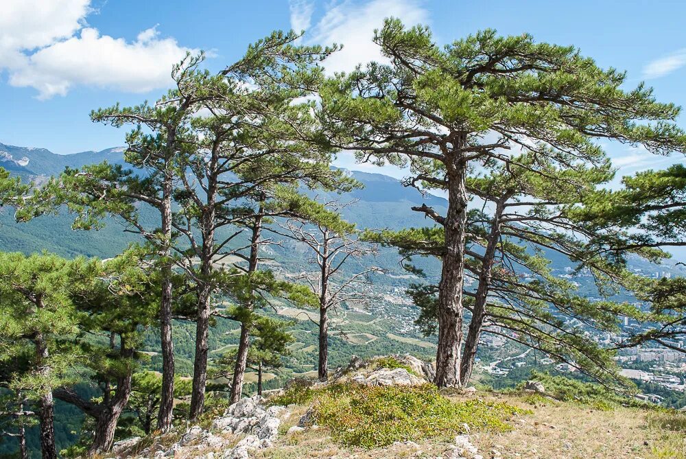 Хвойные крыма. Сосна Палласа сосна Крымская. Сосна Крымская (Pinus pallasiana). Сосна Крымская Pinus nigra subsp. Pallasiana. Ялтинская сосна.