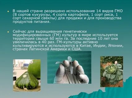 Виды гмо