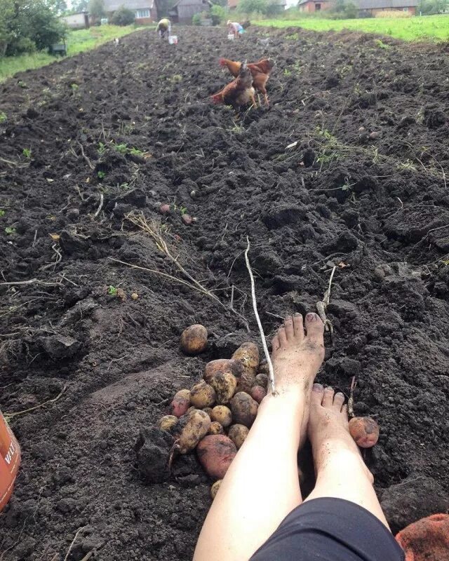 Копать какое число. Копать какое число