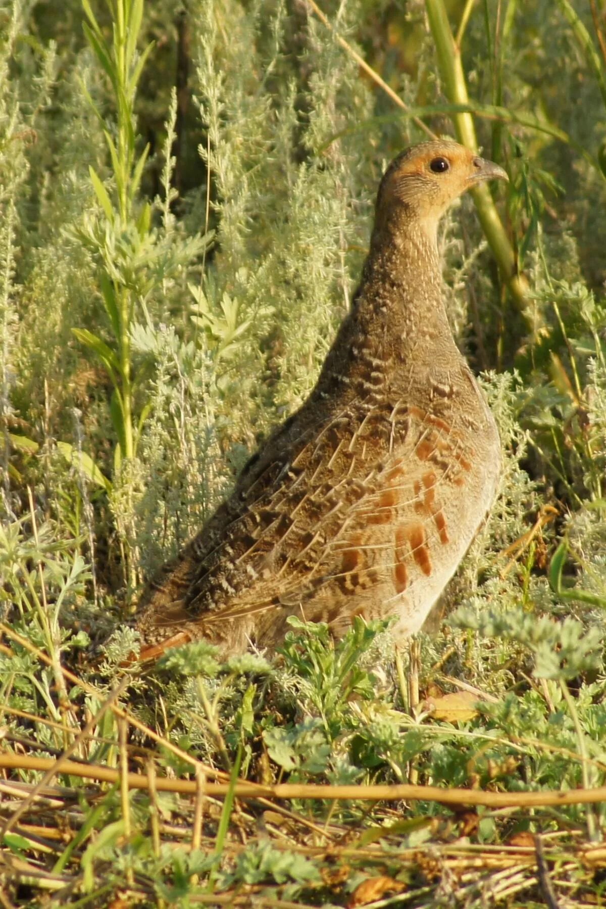 Лесная куропатка. Серая куропатка (Perdix Perdix). Куропатка Сибирская. Степная серая куропатка.