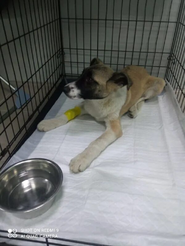 адрес приюта лохматая душа