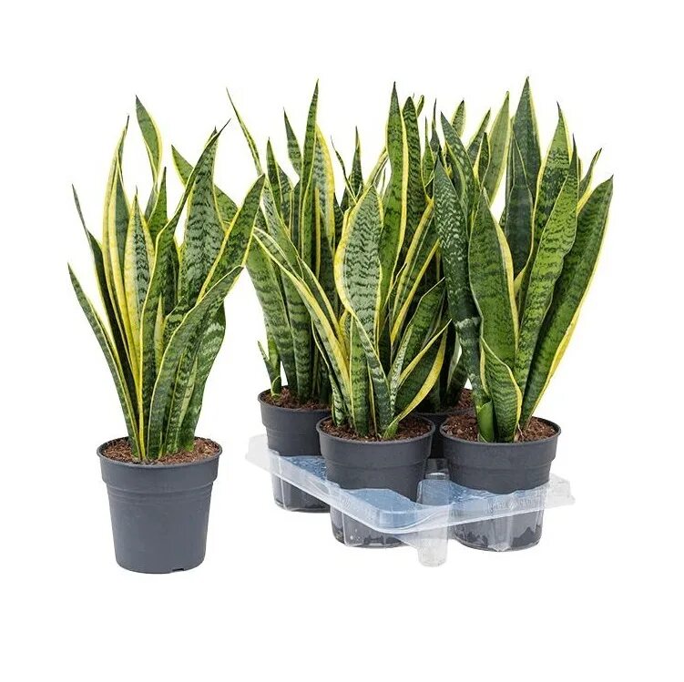 Sansevieria trifasciata. Сансевиерия зейланика фото. Сансевиерия зейланика. Сансевиерия лауренти футура. Сансевиерия цилиндрика.