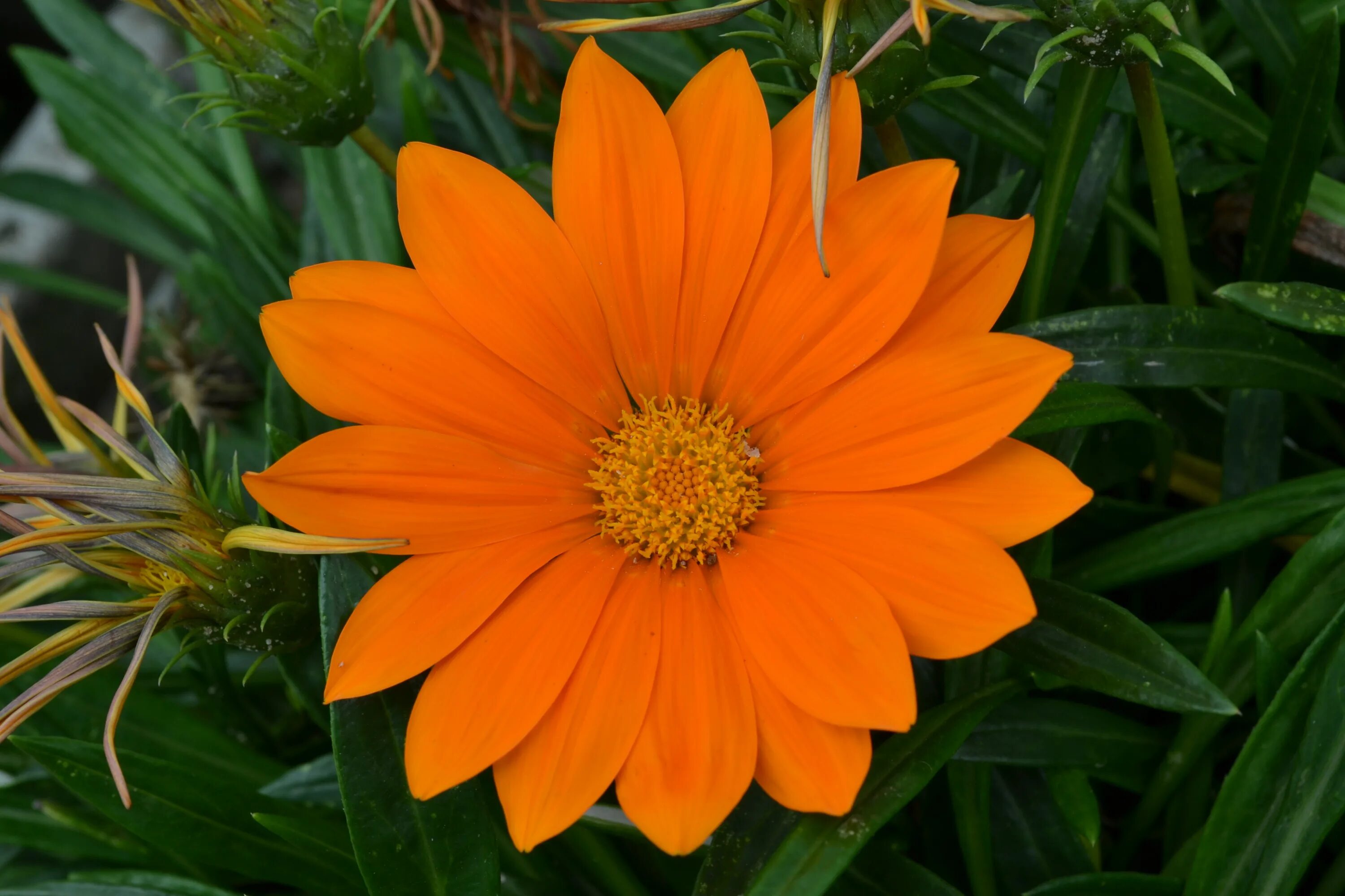 Цветы оранжево желтые название. Оранж Ромашка. Оранжевый Дейзи цветок. Маргаритка многолетняя оранжевая. Арктотис.