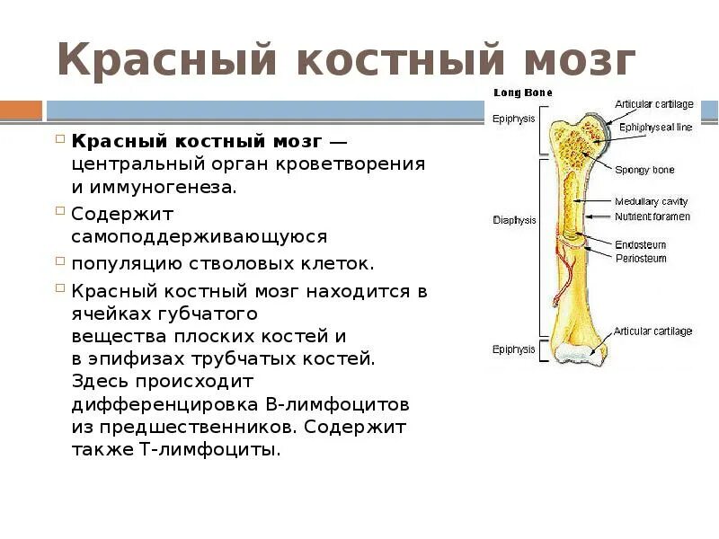 Структуры красного костного мозга. Трубчатая кость красный костный мозг. Красный костный мозг анатомические образования. Гиперфункция красного костного мозга. Красный костный мозг строение и функции.