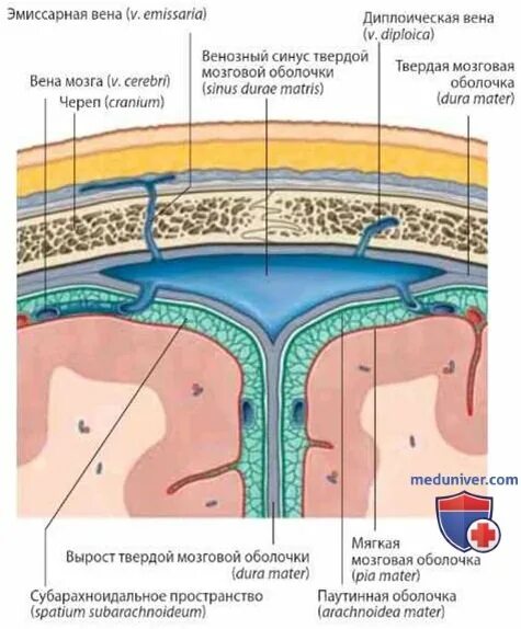 Эмиссарную вен. Оболочки головного мозга эмиссарная вена. Эмиссарную вен. Эмиссарную вен. Сосцевидный венозный эмиссарий.