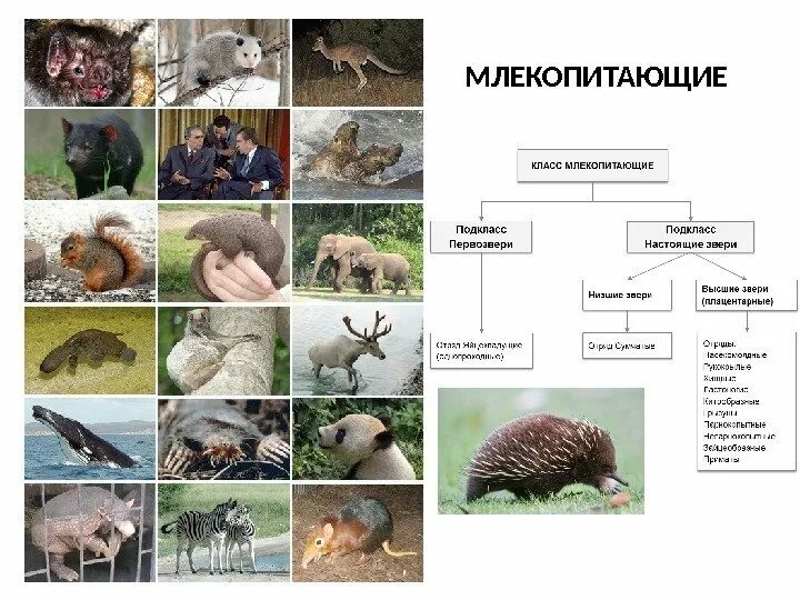 Высшие плацентарные звери