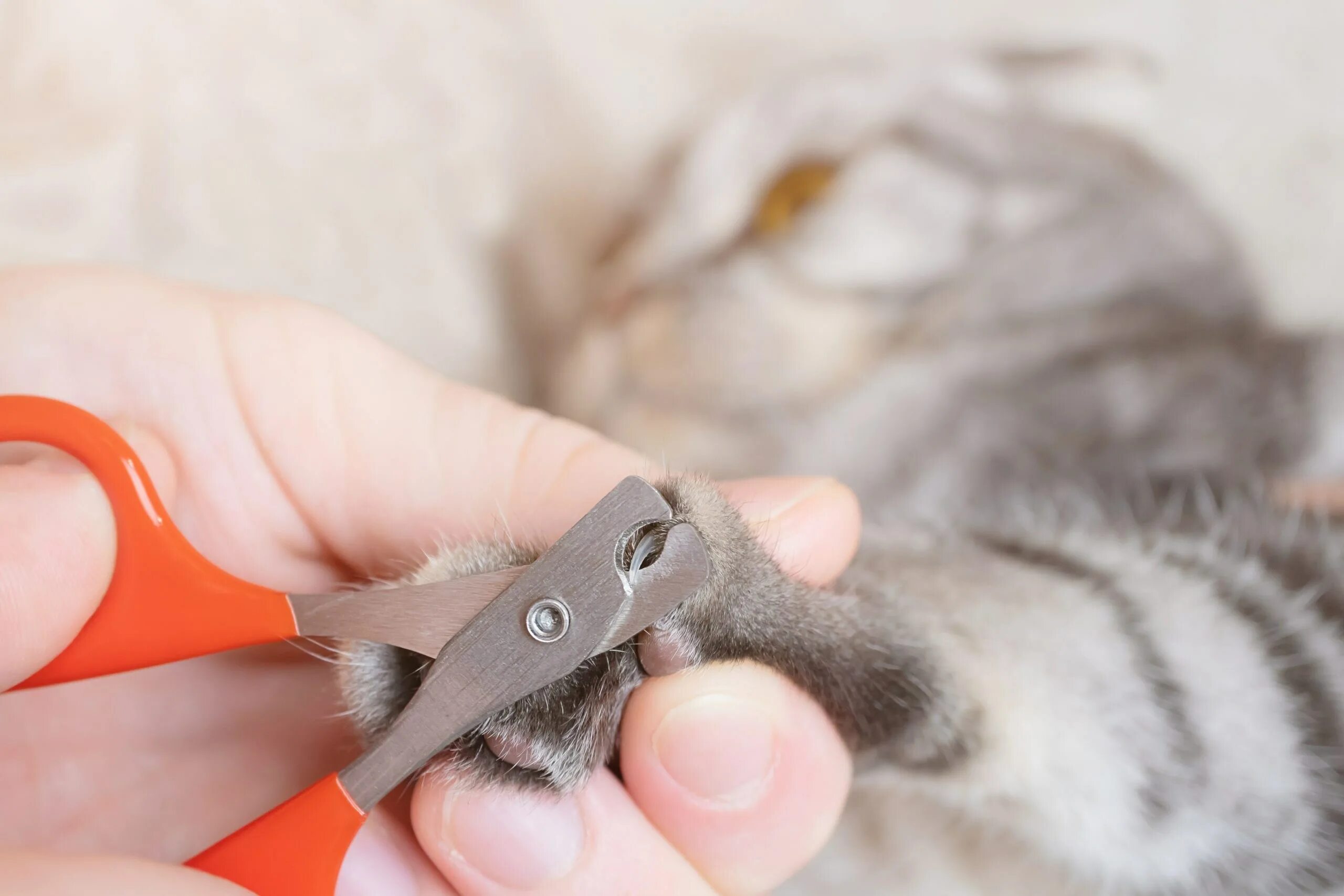Подстричь когти кошке в домашних условиях когтерезкой