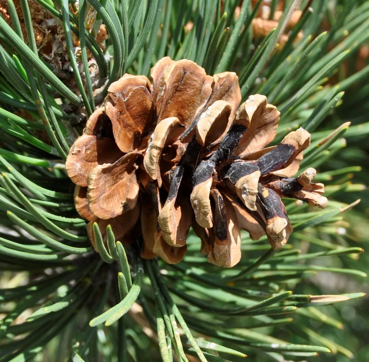 Pinus nigra шишки. Pinus contorta шишка. Семейство сосновые Pinaceae. Pinus BUNGEANAZUCC. Сосновые порядок хвойные