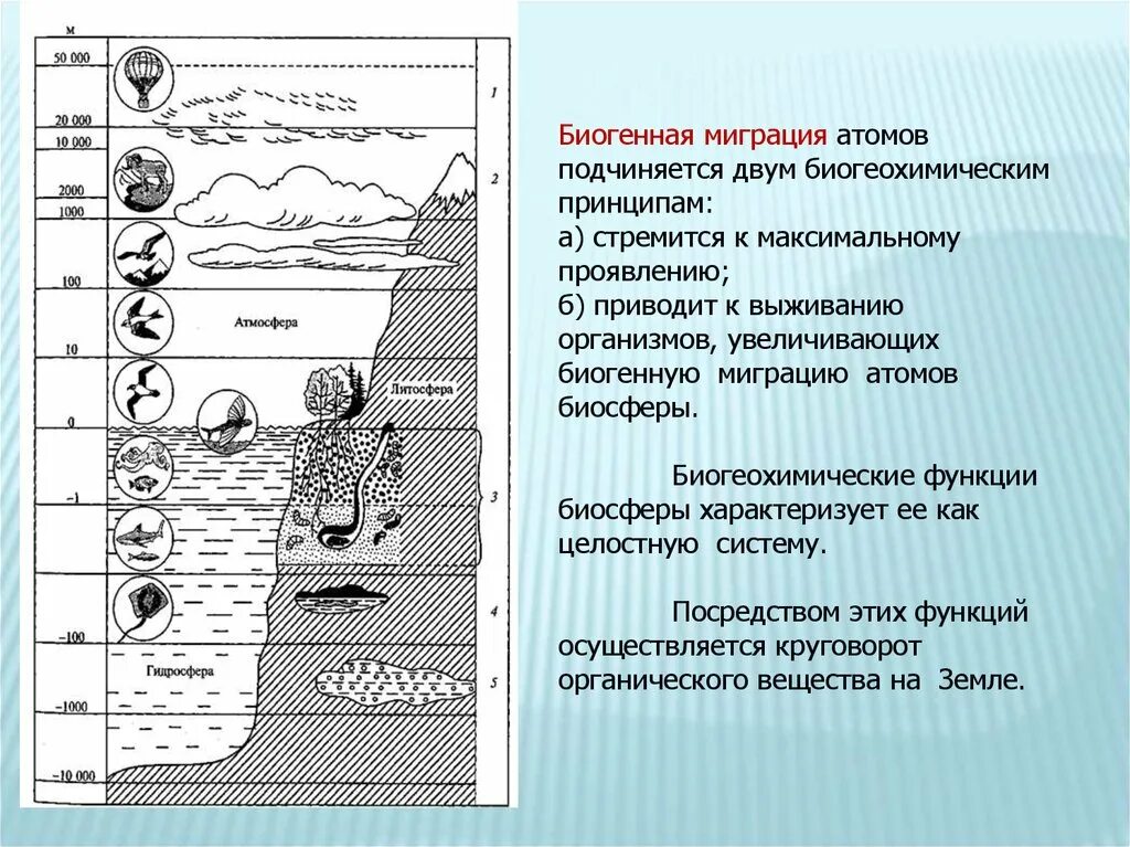 Динамика изменений в биосфере. Биогенная миграция атомов. Биогенная миграция атомов в биосфере. Миграция химических элементов в биосфере. Биогенная миграция в биосфере.