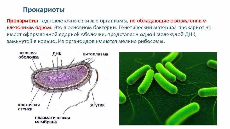 Бактерии одноклеточные прокариоты