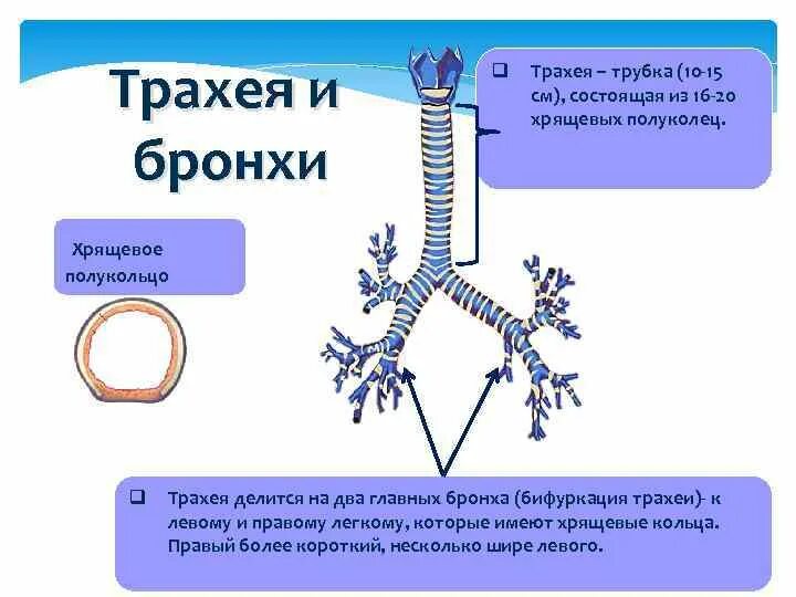 Функции трахеи