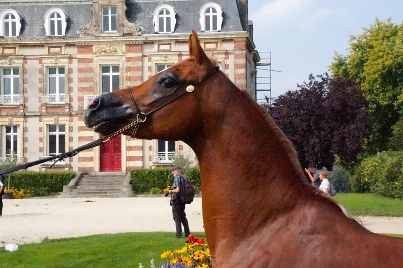Нормандия лошади. Праздничный конь. Выставка лошадей в Нормандии. Праздничная лошадь. Праздник коня 2024