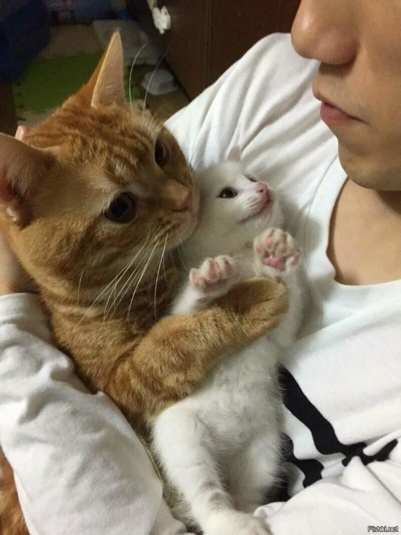 Коты и хозяева. Котик обнимает человека. Котик с хозяином. Кот обнимает человека. Мужчина любящие кошек