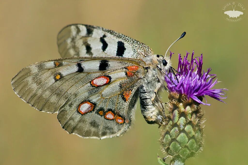 парусник феб бабочка. аполлон обыкновенный. Parnassius apollo linnaeus, 1758. аполлон феб. Parnassius apollo.